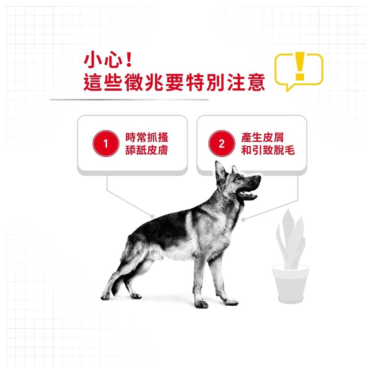 royal-canin-dog-food-maxi-dermacomfort-adult-12kg-hk-2-rc-dcmx-12.jpg
