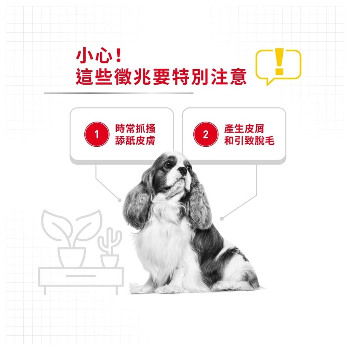 royal-canin-dog-food-mini-dermacomfort-adult-hk-2-rc-dcmi-c.jpg