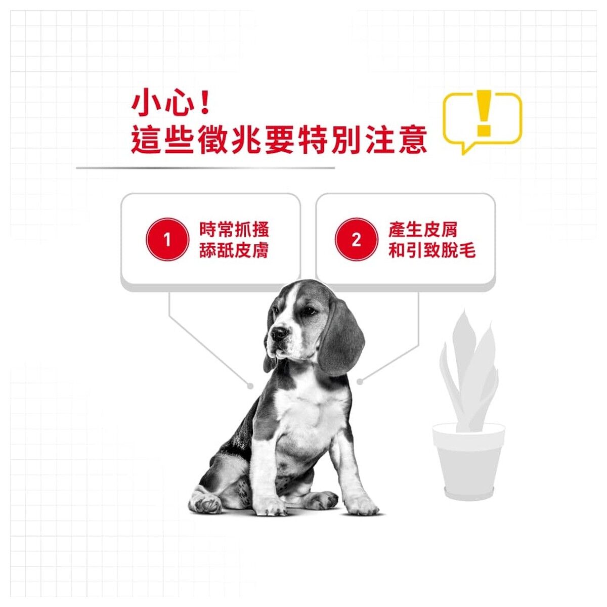 royal-canin-dog-food-medium-dermacomfort-adult-hk-2-rc-dcme-c.jpg