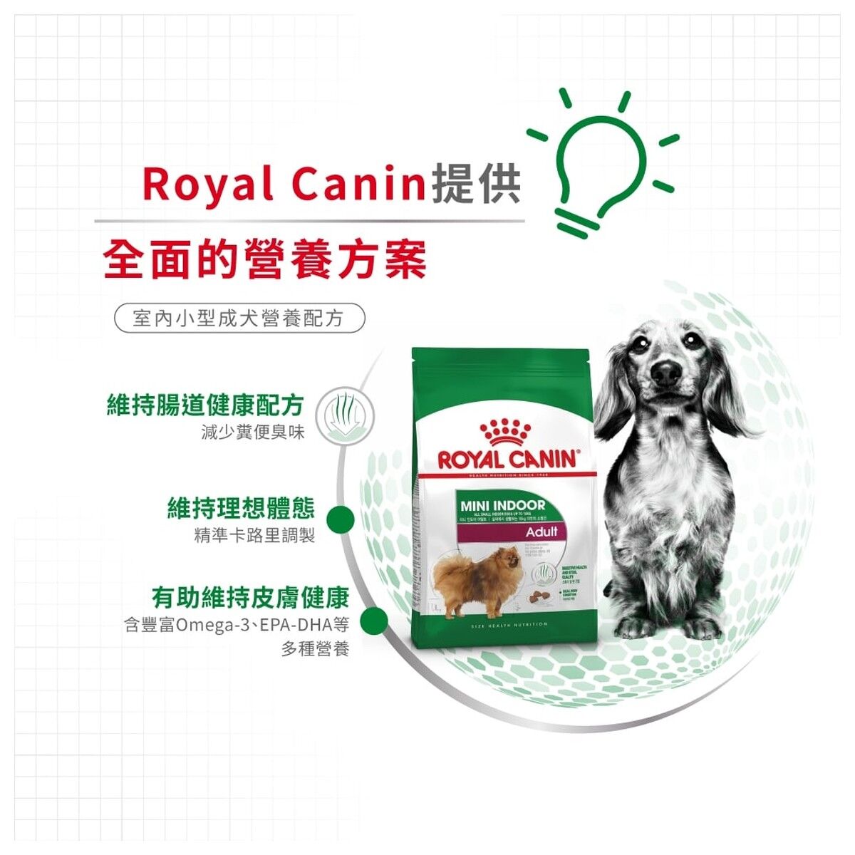 royal-canin-dog-food-mini-indoor-adult-hk-3-rc-ila-c.jpg