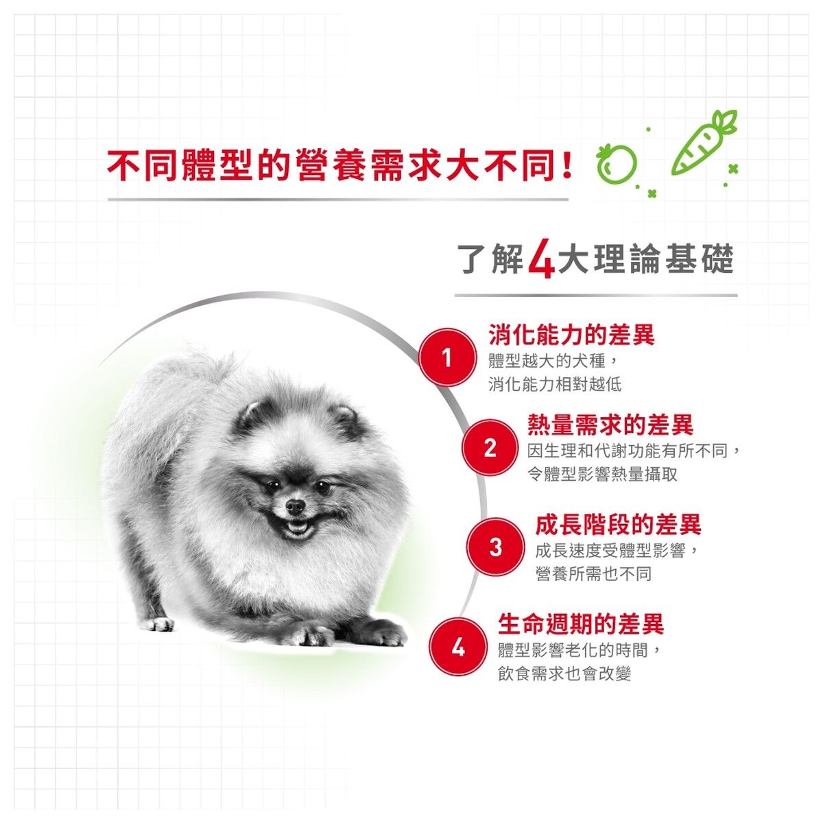 royal-canin-dog-food-x-small-adult-hk-2-rc-xsa-c.jpg