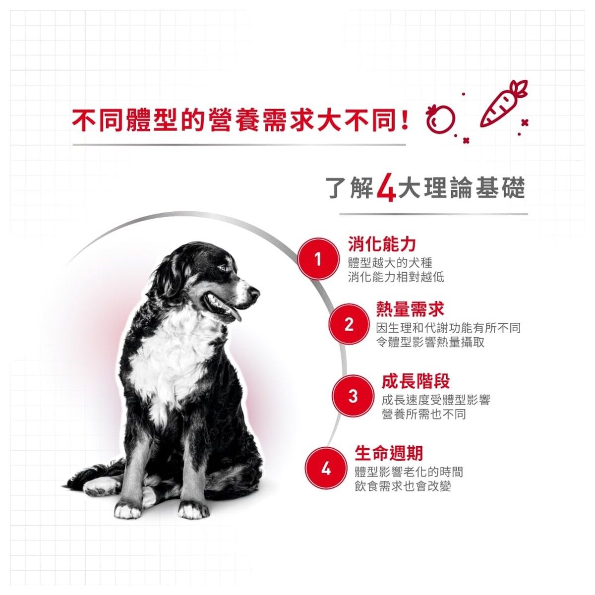 royal-canin-dog-food-medium-adult-hk-2-rc-m25-c.jpg