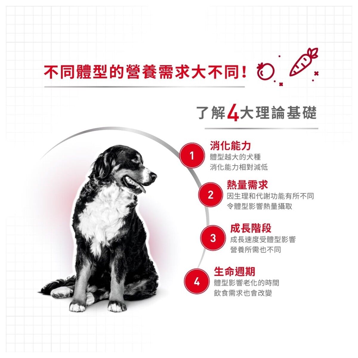 royal-canin-dog-food-medium-adult-7-plus-hk-2-rc-sm25-c.jpg